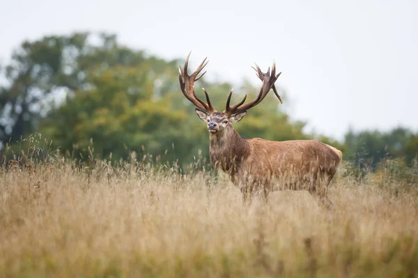 Red deer hert — Stockfoto