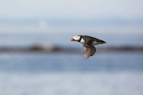 Puffin ptak latający — Zdjęcie stockowe