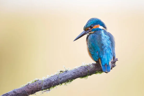 Kingfisher pájaro en una rama —  Fotos de Stock