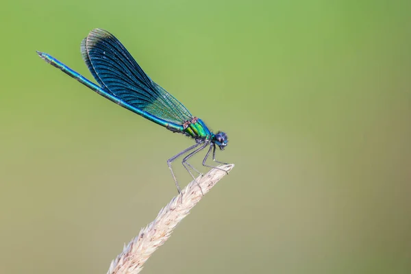 Macro picture of damselfly — Stock Photo, Image