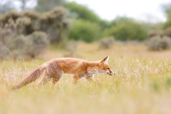 Renard roux sauvage — Photo