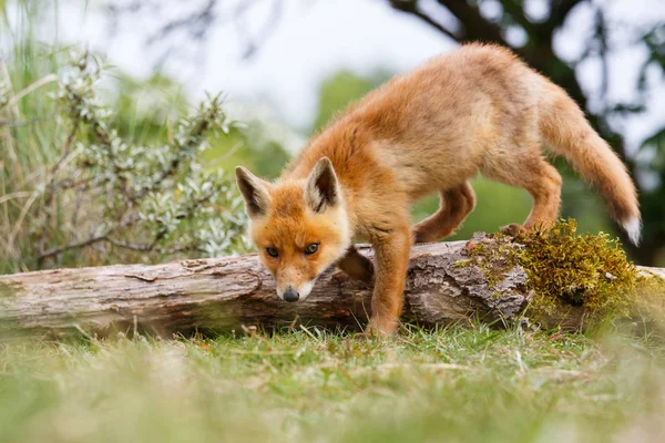 wild red fox cub