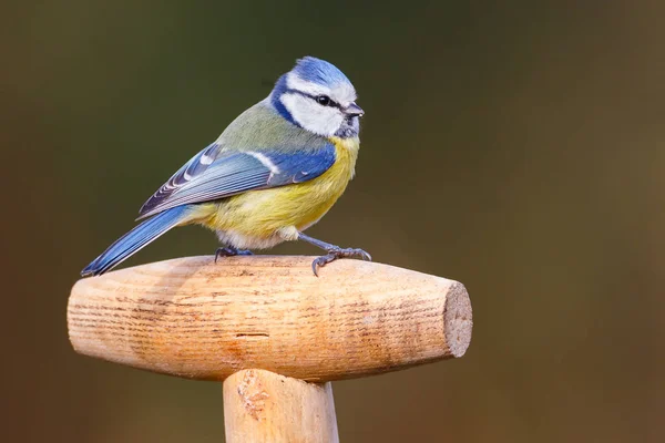 Poitrine bleue oiseau — Photo