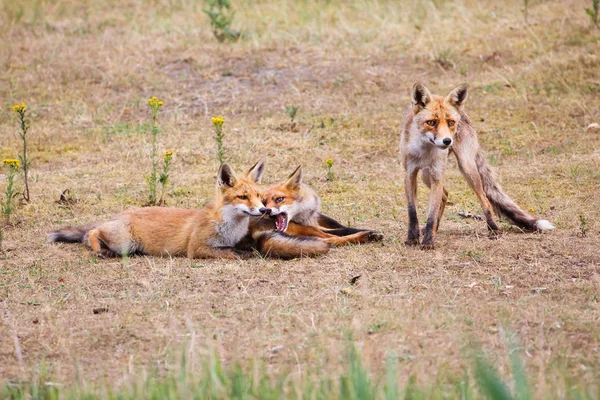 Две красные молодые лисы — стоковое фото
