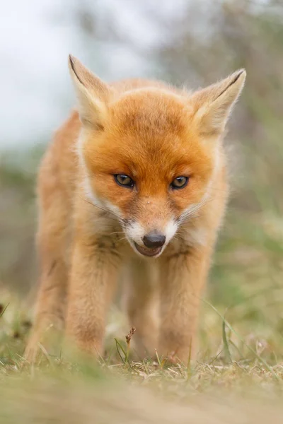 Salvaje zorro rojo cachorro — Foto de Stock