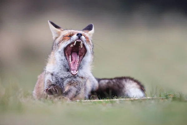 wild red fox