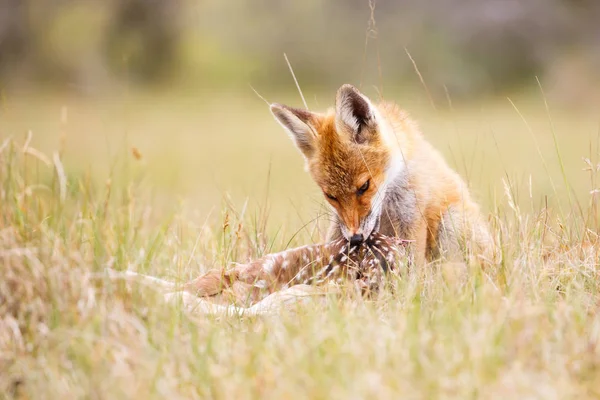 Red fox s kořistí — Stock fotografie