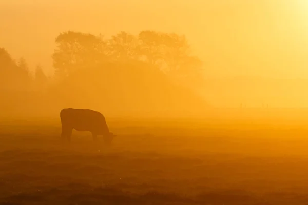 Vaca em uma manhã nebulosa — Fotografia de Stock