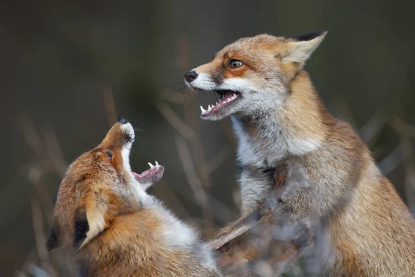 Boj proti červené lišky — Stock fotografie