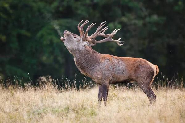 활활 타오르는 붉은 사슴 사슴 — 스톡 사진