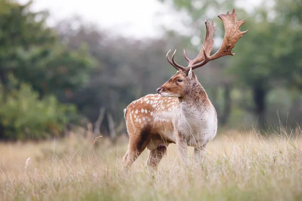 Cervos pousio durante a época de rutting — Fotografia de Stock