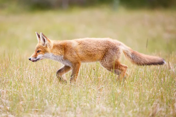 Rotfuchs — Stockfoto