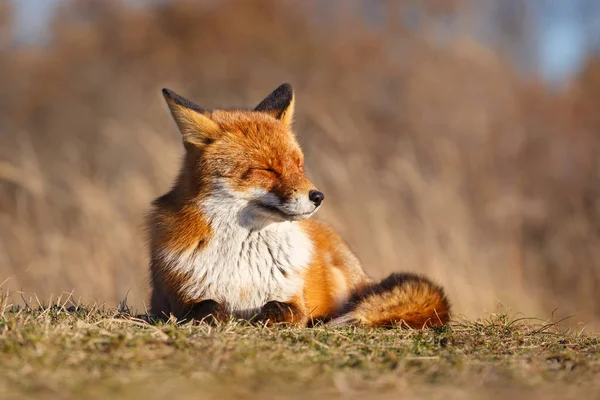 Fox, ciesząc się słońcem — Zdjęcie stockowe