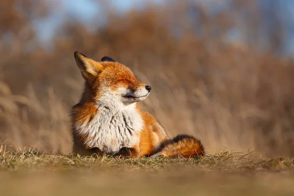 Fox, ciesząc się słońcem — Zdjęcie stockowe