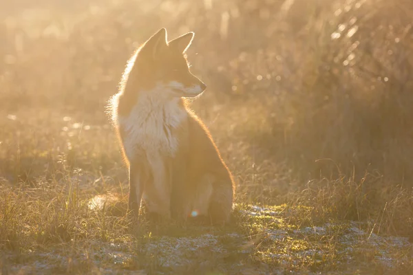 赤狐，最后的光芒 — 图库照片
