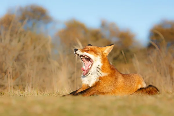 Renard roux bâillant — Photo