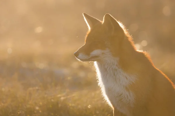 Red fox w ostatnich promieniach — Zdjęcie stockowe