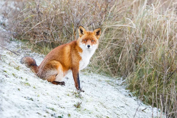 Rotfuchs im Winter — Stockfoto