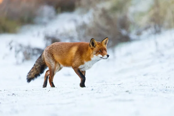 Red Fox w ustawieniu zima — Zdjęcie stockowe