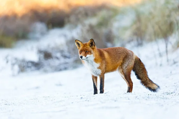 Red Fox in een instelling van de winter — Stockfoto