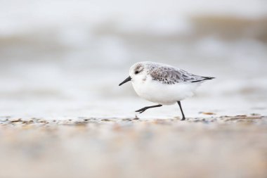 Sanderling yürüyen kuş