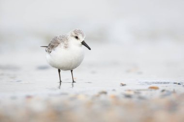Sanderling yürüyen kuş