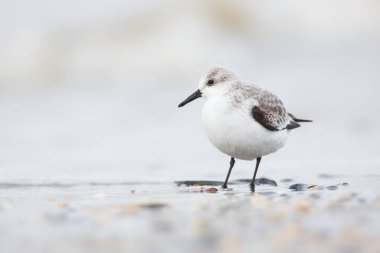 Sanderling yürüyen kuş