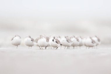 Sanderling büyük akın