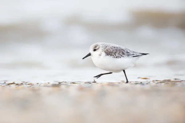 Sanderling pájaro zancudo —  Fotos de Stock