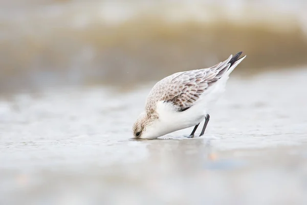 Sandlöpare vadande fågel — Stockfoto