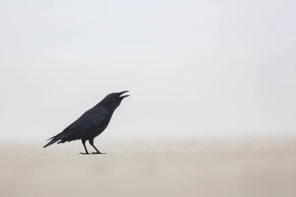 Чёрная ворона квакает — стоковое фото