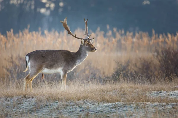 Fallow deer during the rutting season — Stock Photo, Image