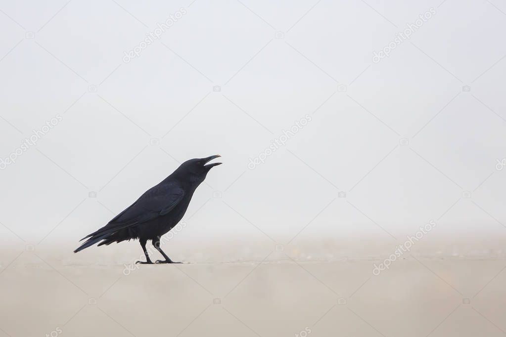 Black crow croaks