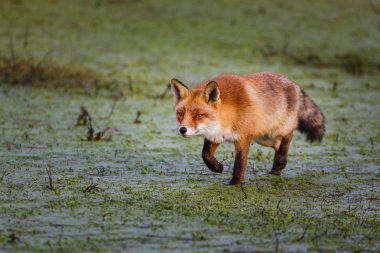 Red fox sinsi sinsi 