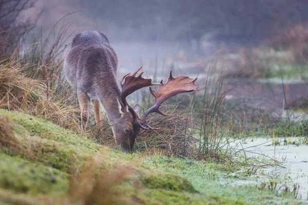 Дикі олені в туманному озері — стокове фото