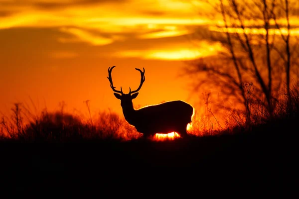 Deer silhuette standing in meadow — Stock Photo, Image