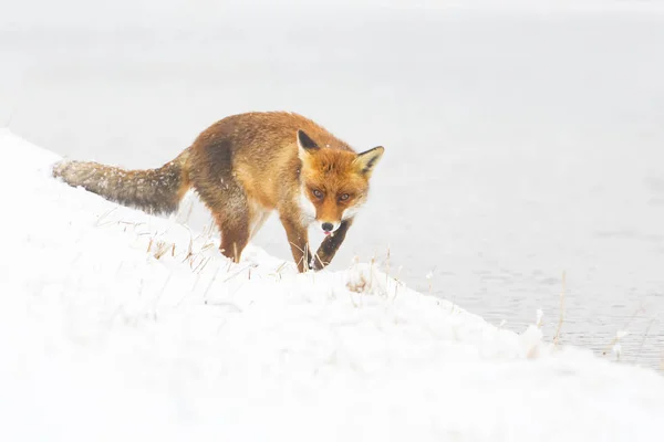 Rode vos in de winter — Stockfoto