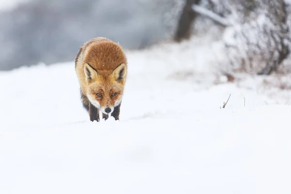 Rode vos in de winter — Stockfoto