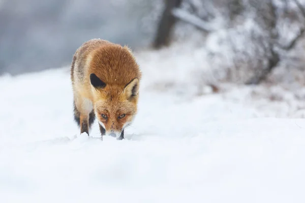 Κόκκινη αλεπού το χειμώνα — Φωτογραφία Αρχείου
