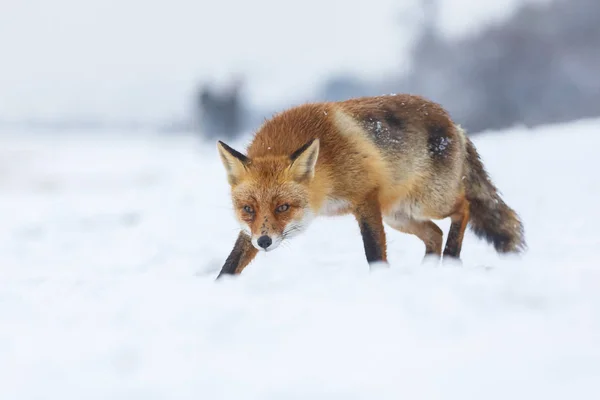 冬の赤狐 — ストック写真