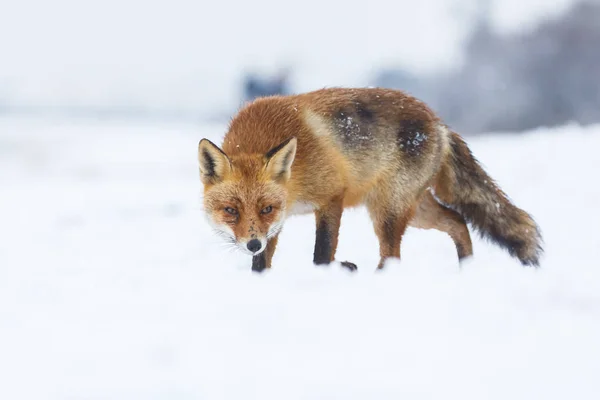 Rode vos in de winter — Stockfoto