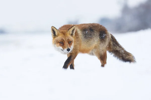 Rotfuchs im Winter — Stockfoto