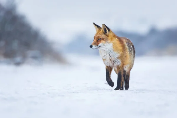 Raposa vermelha no inverno — Fotografia de Stock