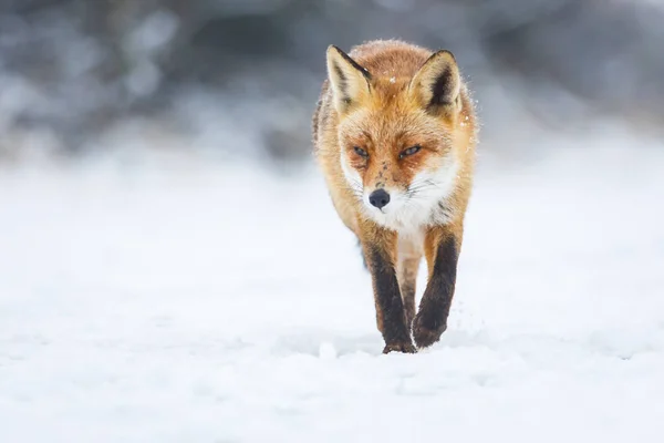 Red fox in winter — Stock Photo, Image
