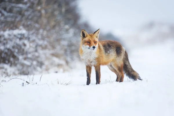 Raposa vermelha no inverno — Fotografia de Stock