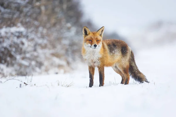 冬の赤狐 — ストック写真