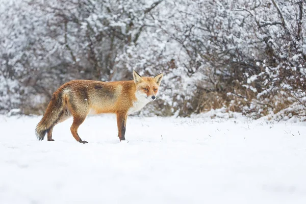 Red fox in winter — Stock Photo, Image