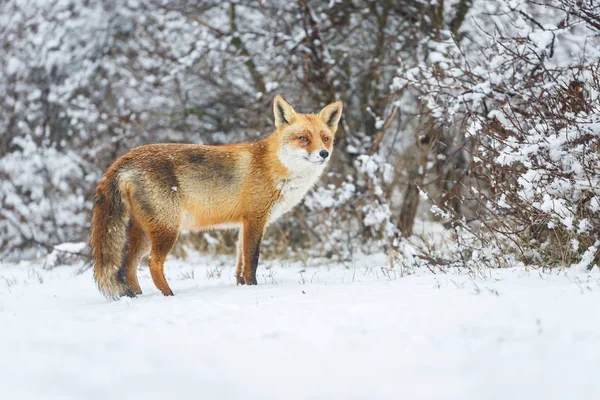 冬天的红狐 — 图库照片