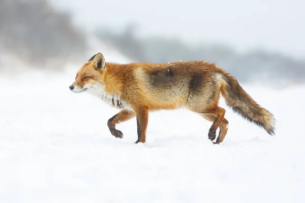 Rode vos in de winter — Stockfoto