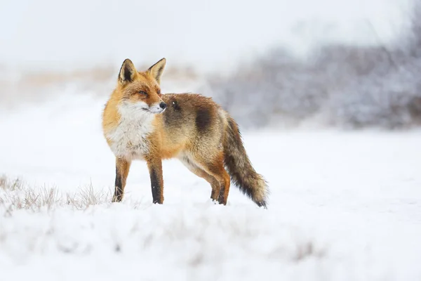 Raposa vermelha no inverno — Fotografia de Stock